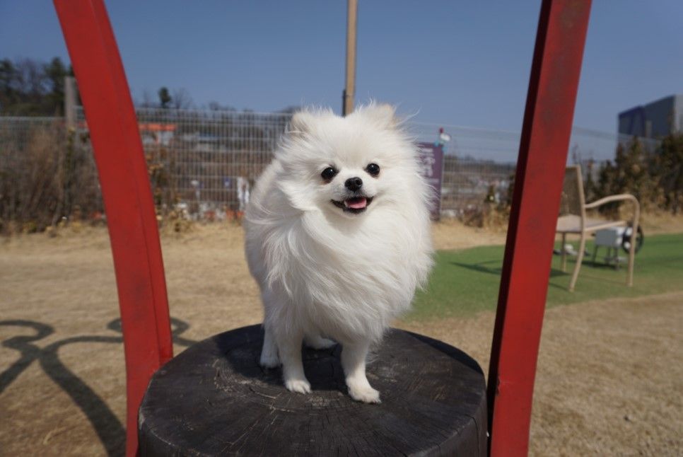 반려견 최고의 휴게소, 덕평 자연휴게소 달려라 코코 !! 반려견 놀이터