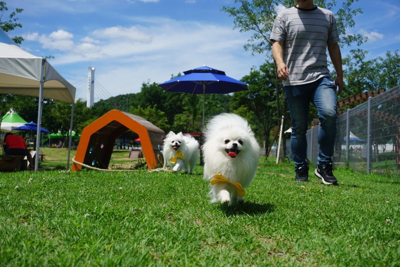 경기도 용인시 기흥 레스피아 호수공원 애견 놀이터, 반려견 놀이터 다녀왔어요