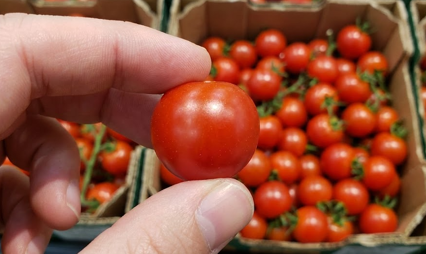 방울토마토 고르는 법